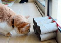 migliori-giochi-per-gatti