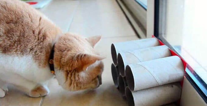 migliori-giochi-per-gatti